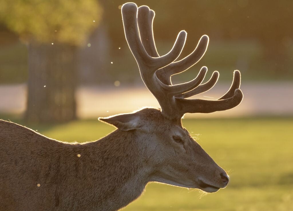 What Are Deer Antler Supplements? Health Effects and Safety